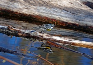 Reflecting Yellow Rumped Warbler